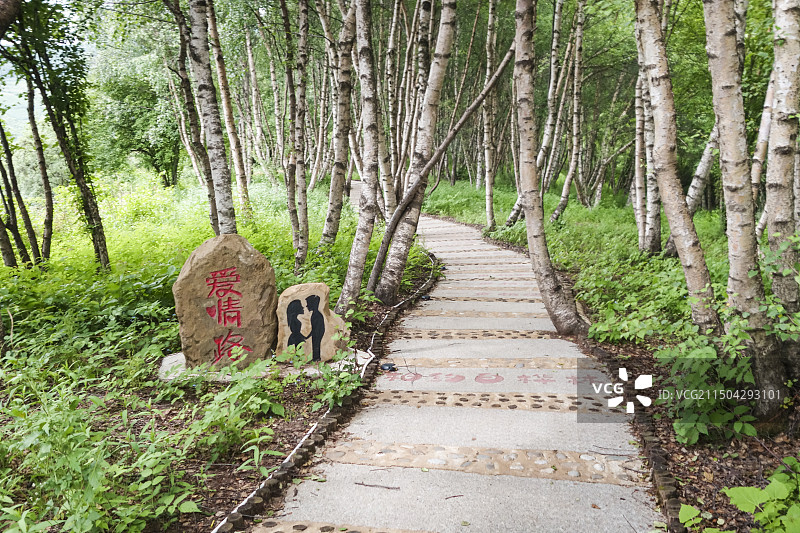 临夏康乐县白桦林景区图片素材