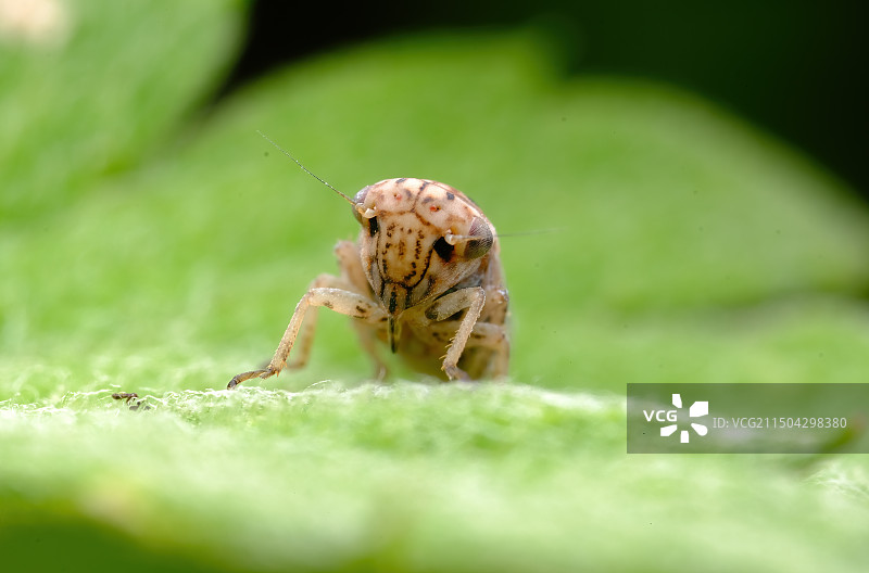 萌萌小角蝉图片素材