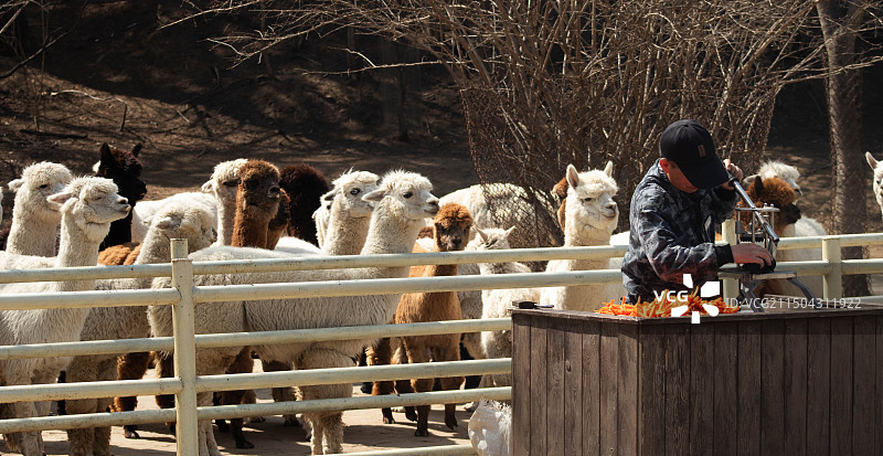 沈阳森林动物园图片素材