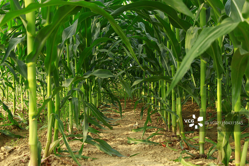 玉米地图片素材