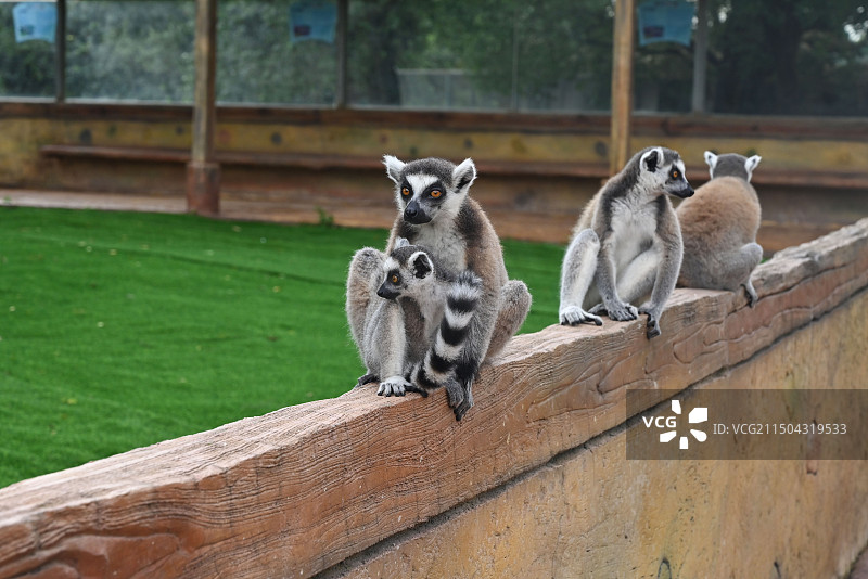 东莞市香市动物园图片素材