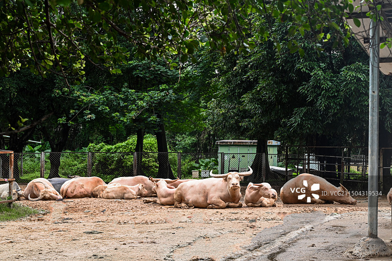东莞市香市动物园图片素材