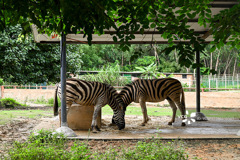 东莞市香市动物园图片素材