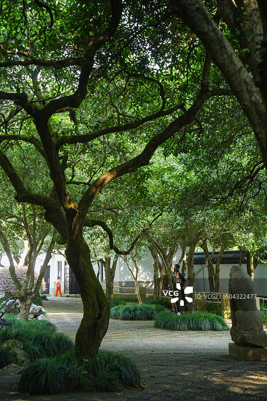 杭州 满觉陇 满觉陇路 石屋洞 桂花树图片素材
