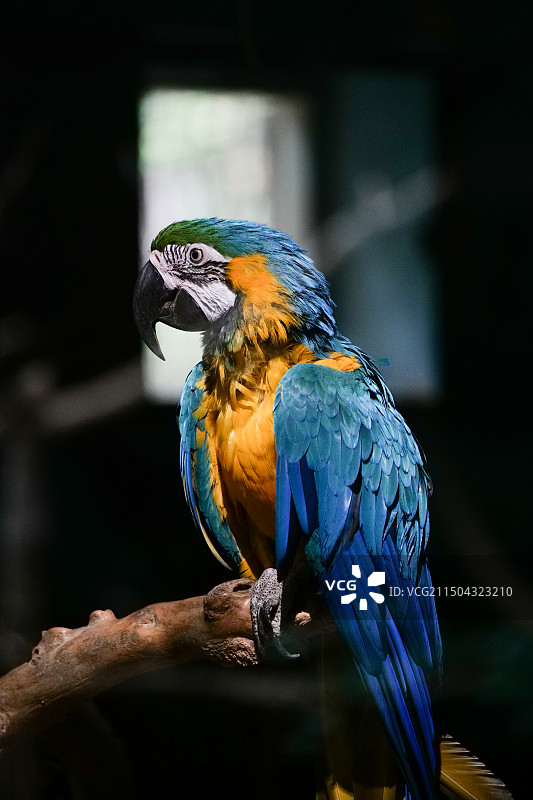 一只彩色的蓝黄金刚鹦鹉图片素材