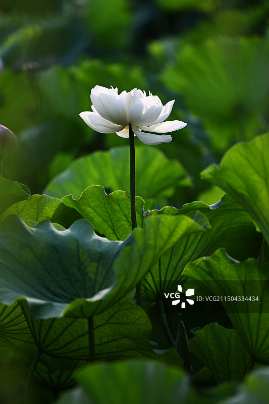 济南大明湖的荷花图片素材