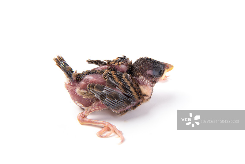 白色背景上的一只雏鸟幼鸟图片素材
