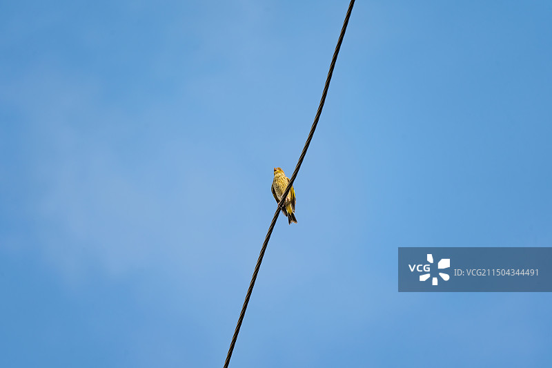 蓝天白云电线上金翅雀小鸟小鸟在电线上歌唱图片素材