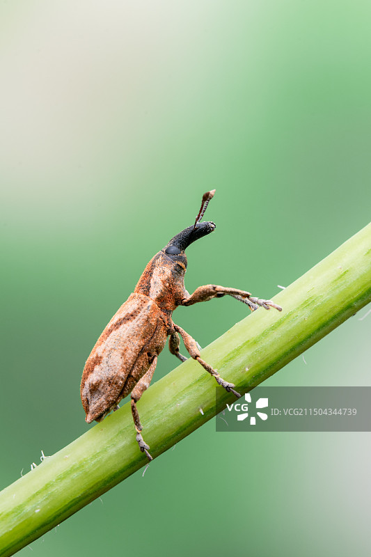 象鼻虫图片素材
