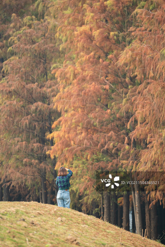 落羽松图片素材