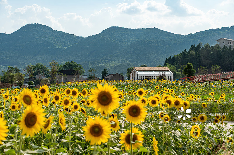 建设中的四川德阳中江县挂面村与向日葵花海图片素材