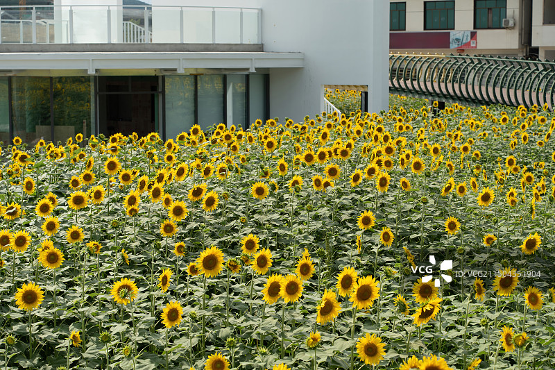建设中的四川德阳中江县挂面村与向日葵花海图片素材