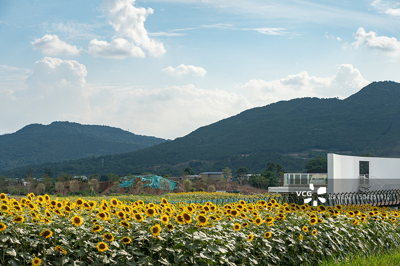 建设中的四川德阳中江县挂面村与向日葵花海图片素材