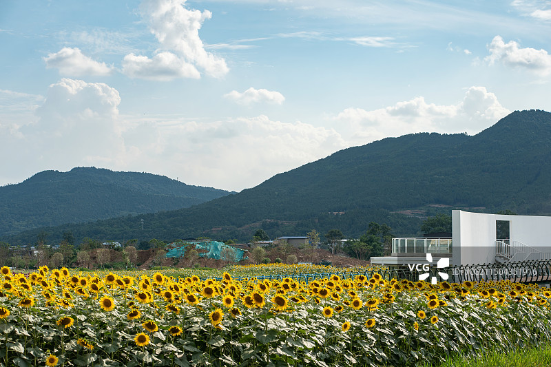 建设中的四川德阳中江县挂面村与向日葵花海图片素材