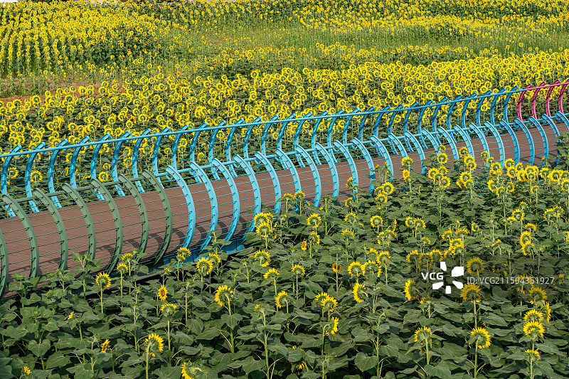 建设中的四川德阳中江县挂面村与向日葵花海图片素材