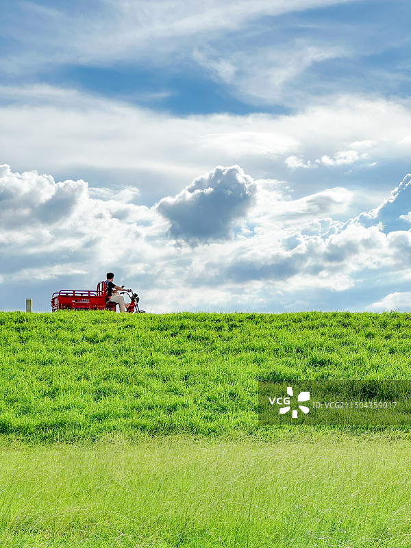 晴天在佛山市三水区北江大堤大草坪有人露营野餐有村民放牛图片素材