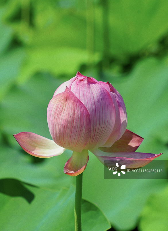 含苞待放的荷花图片素材