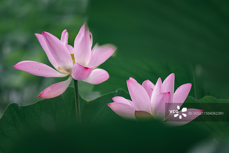 盛夏的荷花分外妖娆图片素材