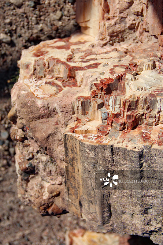 树化石，化石森林国家公园图片素材