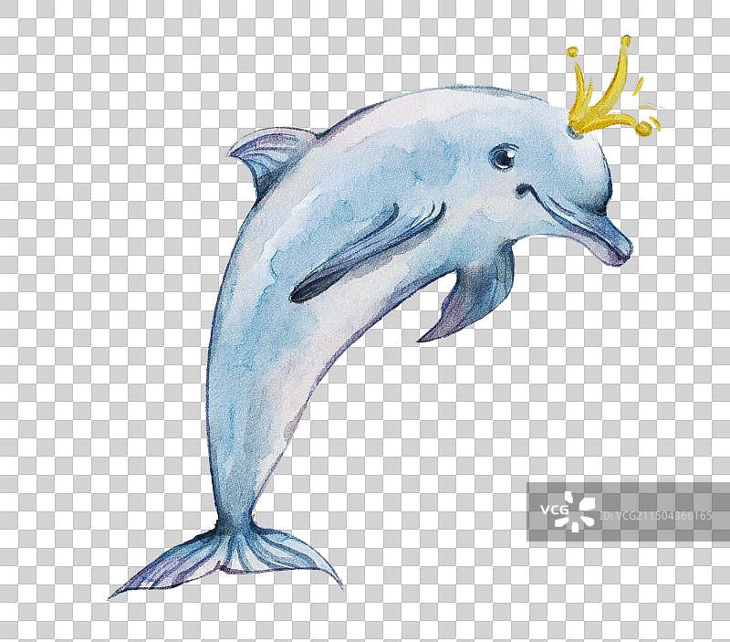 白鳍豚图片素材