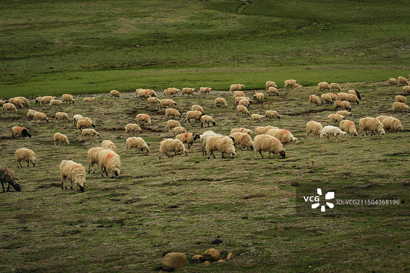西藏山南哲古草原漫山遍野的羊群图片素材