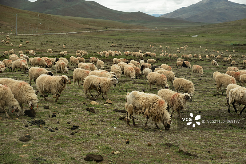 西藏山南哲古草原漫山遍野的羊群图片素材