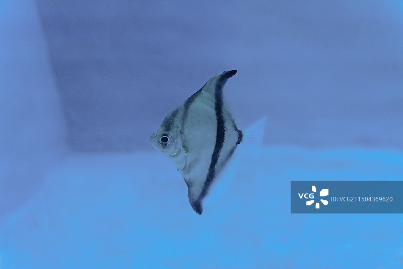 水族馆里的蝙蝠鲳图片素材
