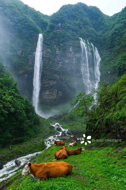 在中国贵州省毕节市纳雍县勺窝乡吊水岩放牧的牛,牧牛图,瀑布河流与牛,五牛图,瀑布图片素材