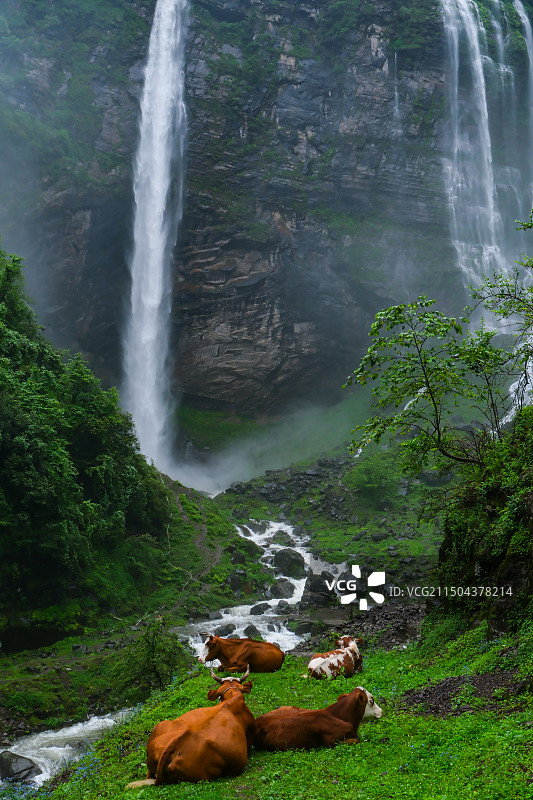 在中国贵州省毕节市纳雍县勺窝乡吊水岩放牧的牛,牧牛图,瀑布河流与牛,五牛图,瀑布图片素材