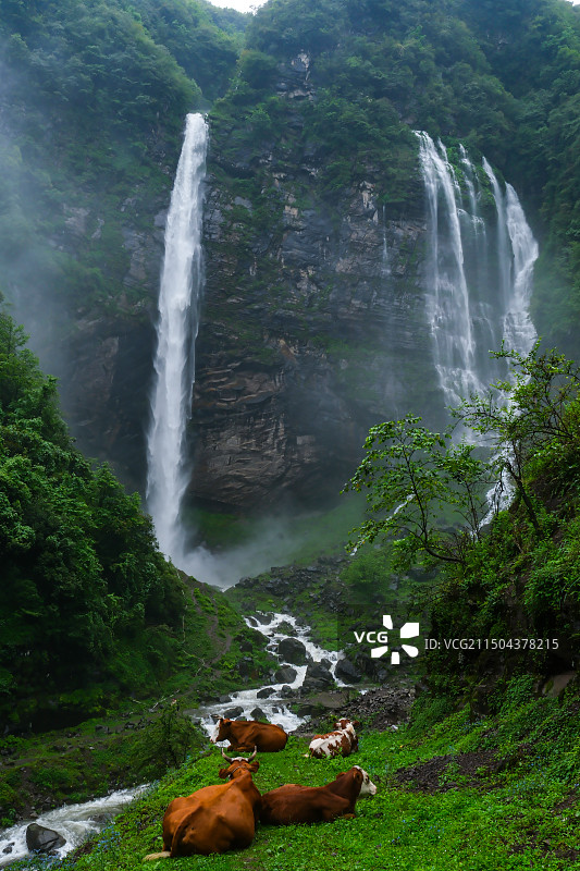 在中国贵州省毕节市纳雍县勺窝乡吊水岩放牧的牛,牧牛图,瀑布河流与牛,五牛图,瀑布图片素材