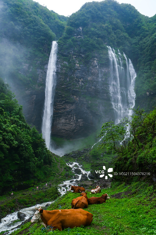 在中国贵州省毕节市纳雍县勺窝乡吊水岩放牧的牛,牧牛图,瀑布河流与牛,五牛图,瀑布图片素材