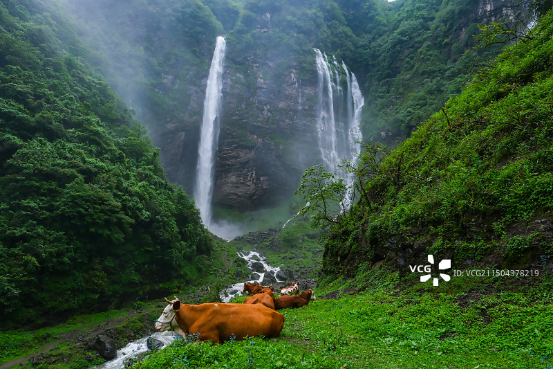 在中国贵州省毕节市纳雍县勺窝乡吊水岩放牧的牛,牧牛图,瀑布河流与牛,五牛图,瀑布图片素材