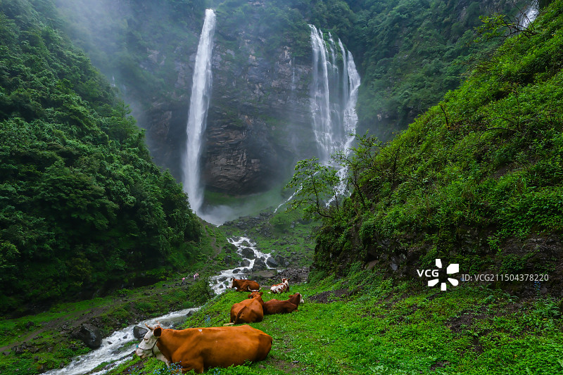在中国贵州省毕节市纳雍县勺窝乡吊水岩放牧的牛,牧牛图,瀑布河流与牛,五牛图,瀑布图片素材