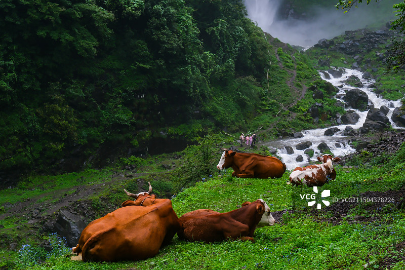 在中国贵州省毕节市纳雍县勺窝乡吊水岩放牧的牛,牧牛图,瀑布河流与牛,五牛图,瀑布图片素材