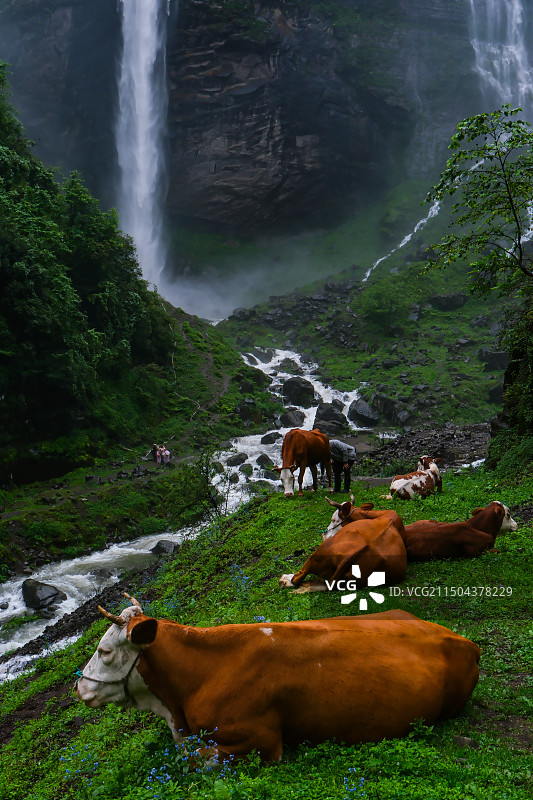在中国贵州省毕节市纳雍县勺窝乡吊水岩放牧的牛,牧牛图,瀑布河流与牛,五牛图,瀑布图片素材