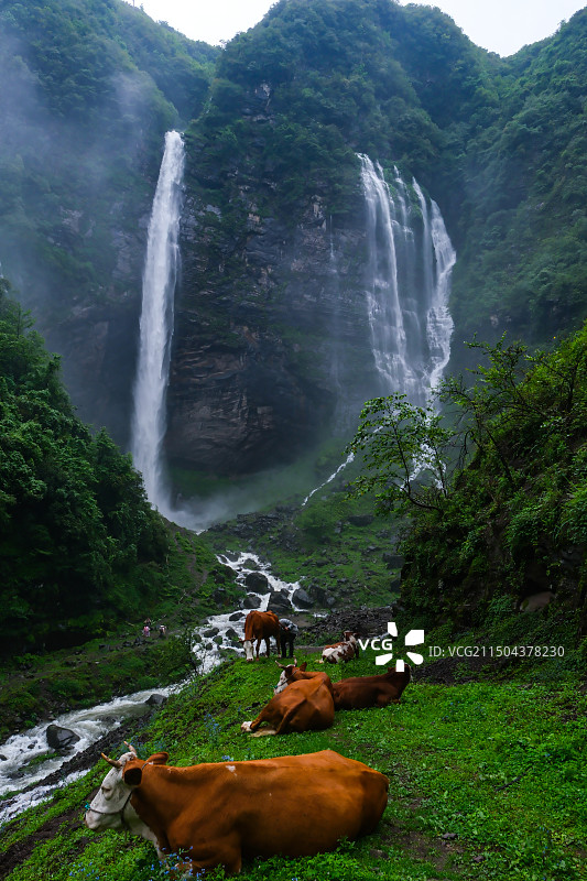 在中国贵州省毕节市纳雍县勺窝乡吊水岩放牧的牛,牧牛图,瀑布河流与牛,五牛图,瀑布图片素材