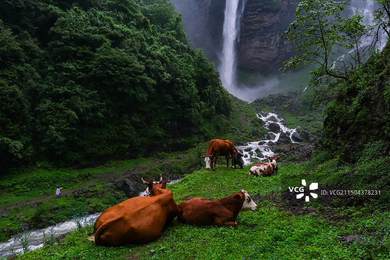 在中国贵州省毕节市纳雍县勺窝乡吊水岩放牧的牛,牧牛图,瀑布河流与牛,五牛图,瀑布图片素材