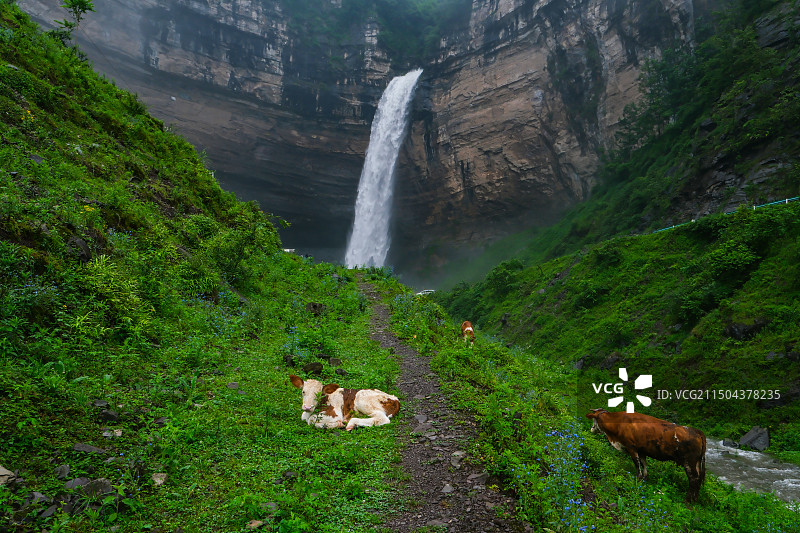 在中国贵州省毕节市纳雍县勺窝乡吊水岩放牧的牛,牧牛图,瀑布河流与牛,五牛图,瀑布图片素材