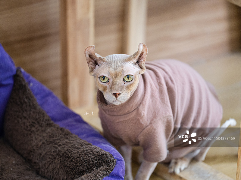 甲辰年春猫咖里的各种猫——斯芬克斯加拿大无毛猫图片素材