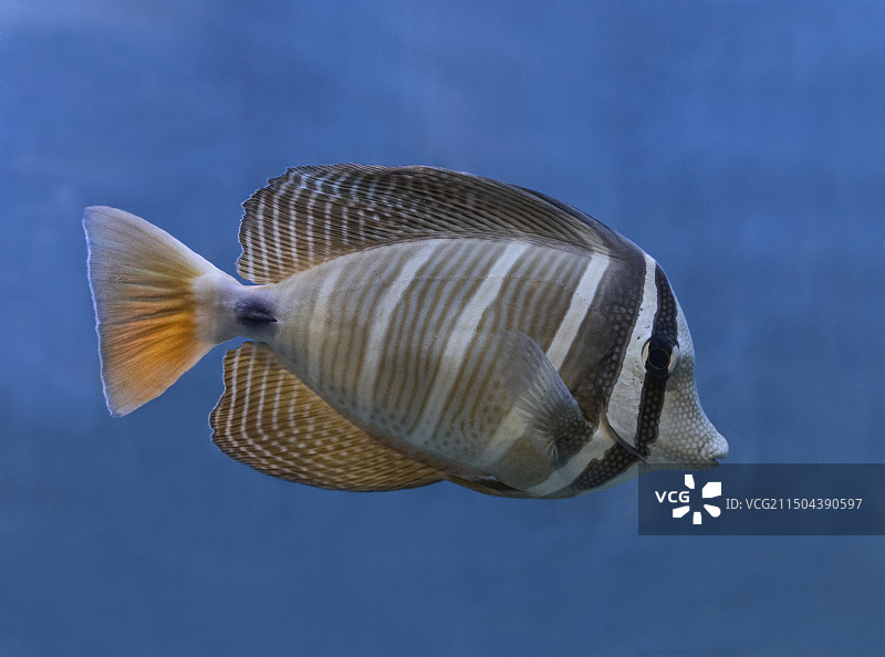 水族馆里的大帆倒吊图片素材