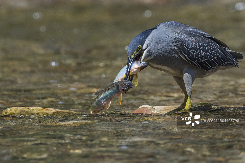 绿鹭抓双鱼绿鹭是捕鱼的能手，正值育雏期，己纪捕了三条鱼，这一次又稳准狠的抓住两条鱼，吞下回去育雏！图片素材