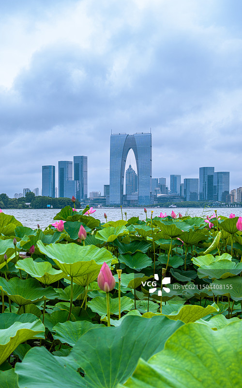 梅雨季的东方之门与荷花图片素材