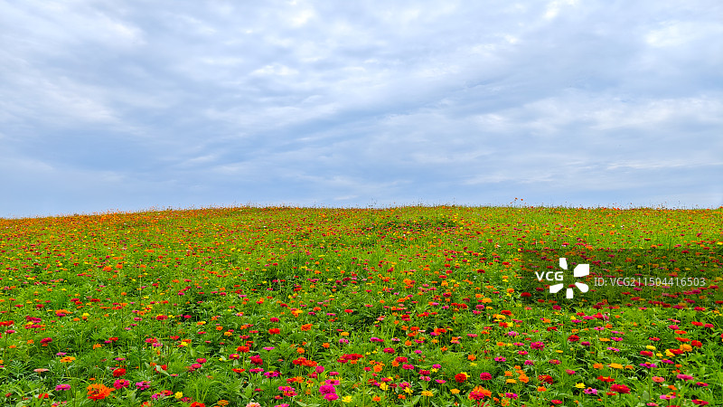 成都蓝天白云下的花海无建筑多角度拍摄图片素材