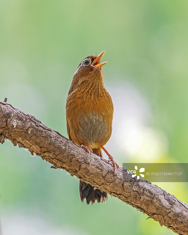 画眉鸟3图片素材