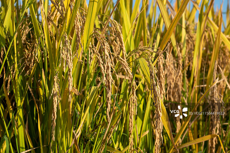 丰收的水稻，饱满的稻穗图片素材