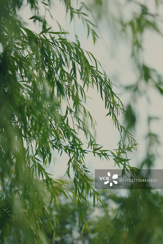 树上树叶的特写镜头图片素材