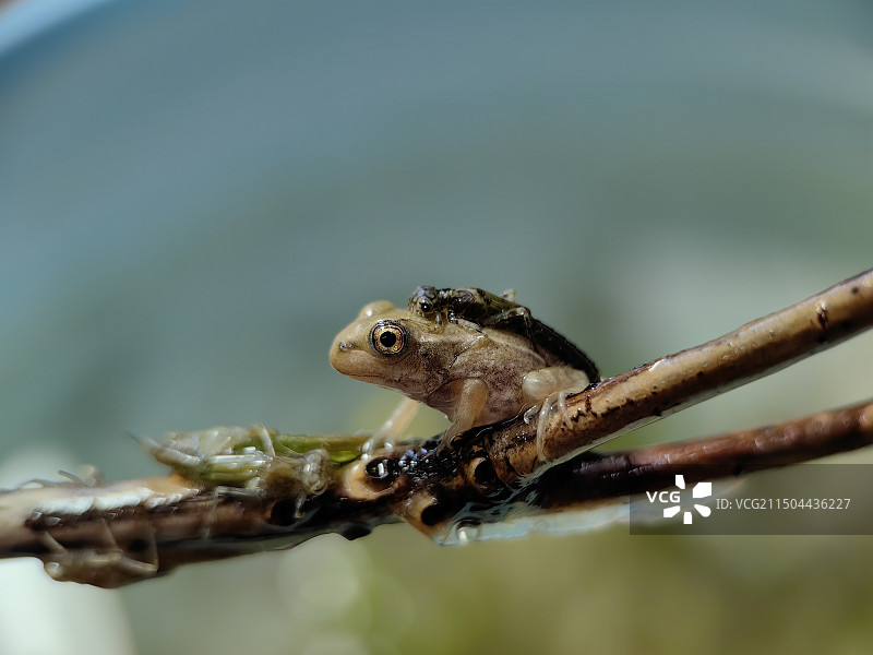 现在的玩伴，将来的食物图片素材