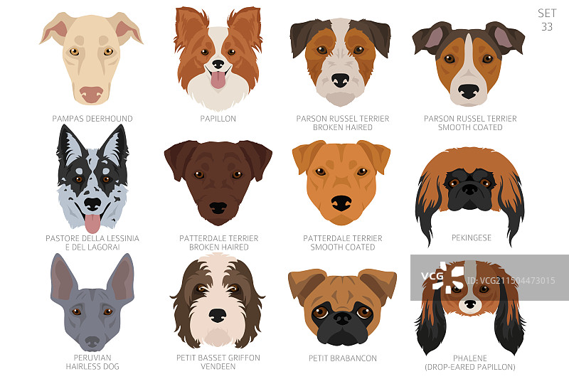 按字母顺序排列的各种狗头图片素材