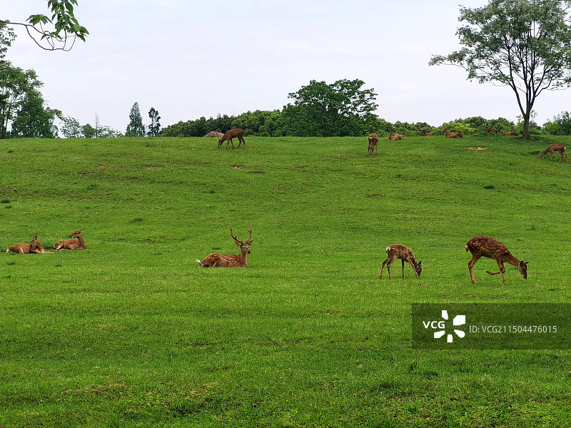 草地上的梅花鹿图片素材