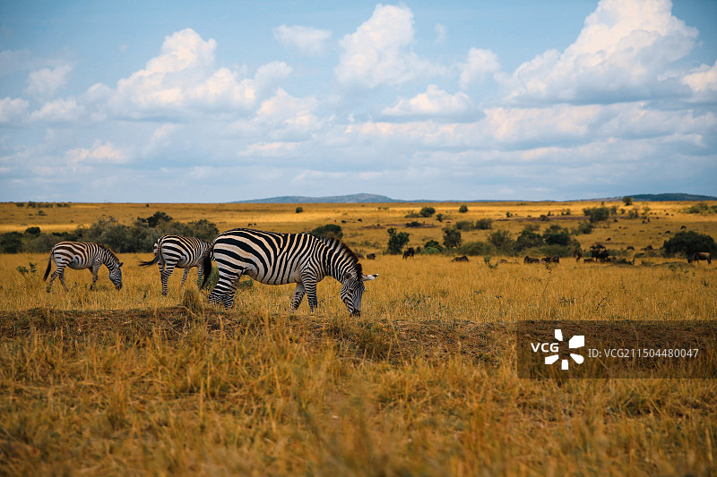 草原上悠闲吃草的斑马图片素材